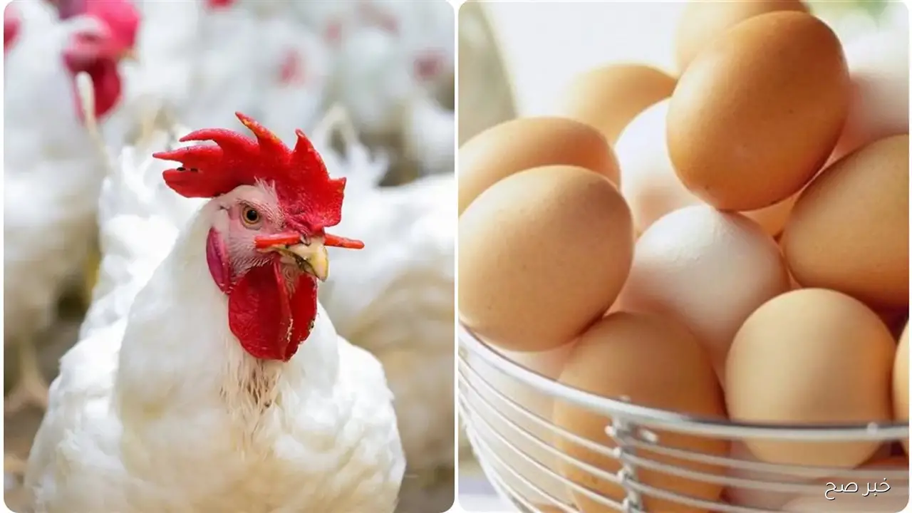 بورصة الدواجن اليوم في مصر.. أسعار الفراخ البيضاء والساسو والبلدي محدثة