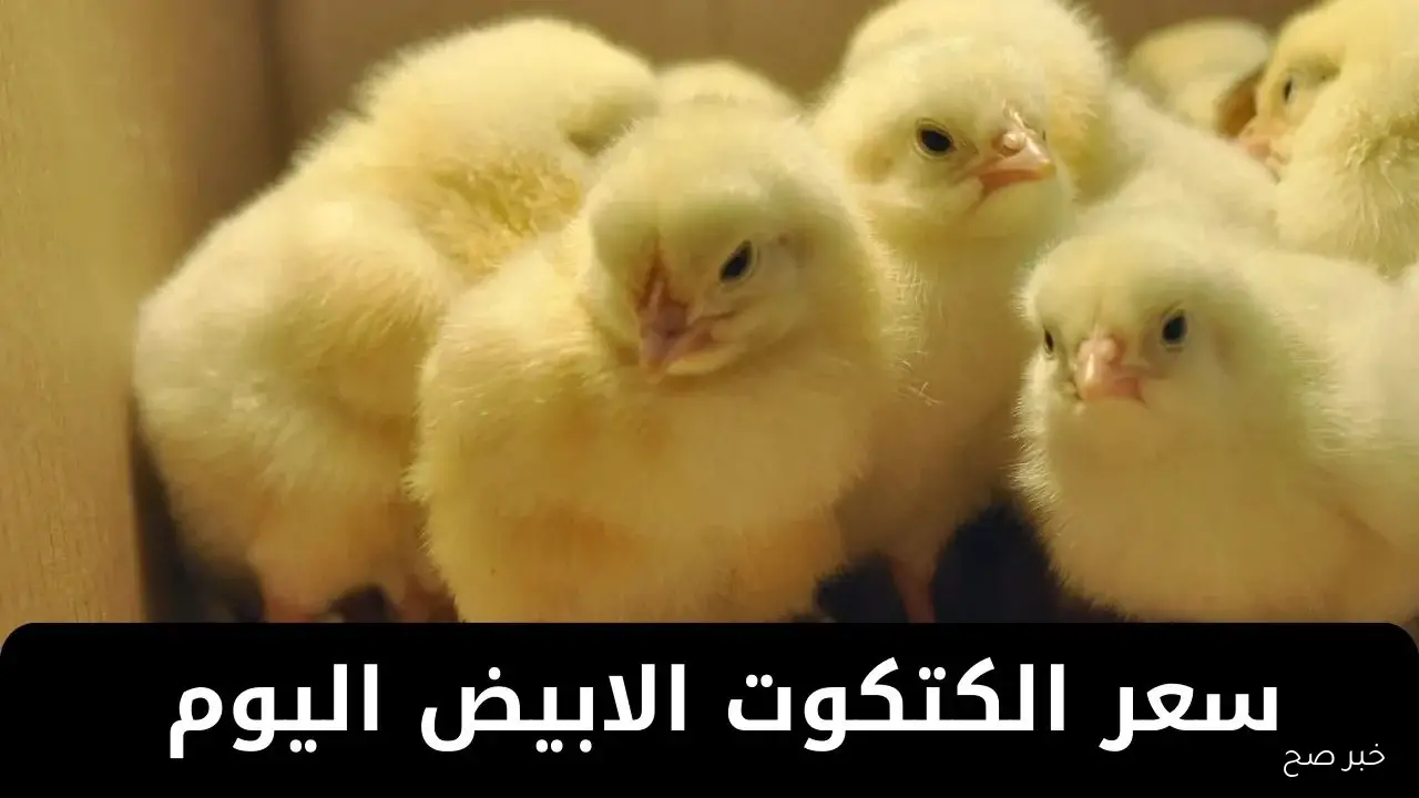 اسعار الكتاكيت اليوم الأربعاء 1 أكتوبر 2025 في الأسواق المحلية وبورصة الدواجن والشركات