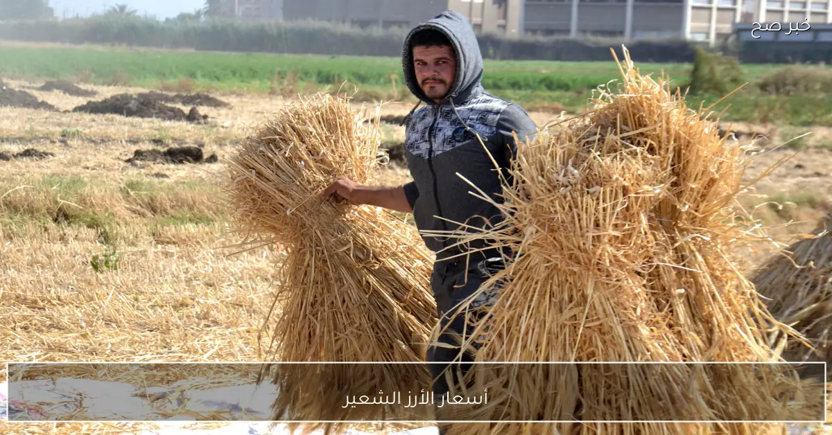 (موقع رسمي).. أسعار الأرز الشعير اليوم الاربعاء 26-11-2025 للمستهلك بالاسواق والمحال التجارية