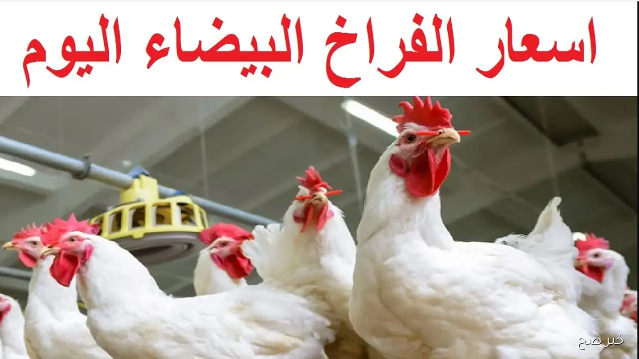 الكيلو بكام؟.. أسعار الفراخ البيضاء في بورصة الدواجن اليوم والأسواق المصرية للمستهلك
