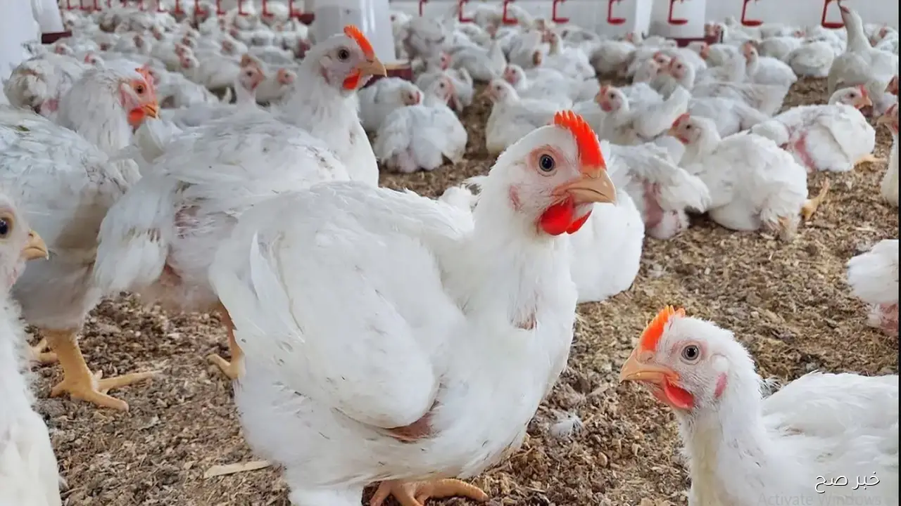 ارتفاع بورصة الدواجن اليوم في مصر | تفاصيل حركة أسعار الفراخ البيضاء والبلدي والساسو