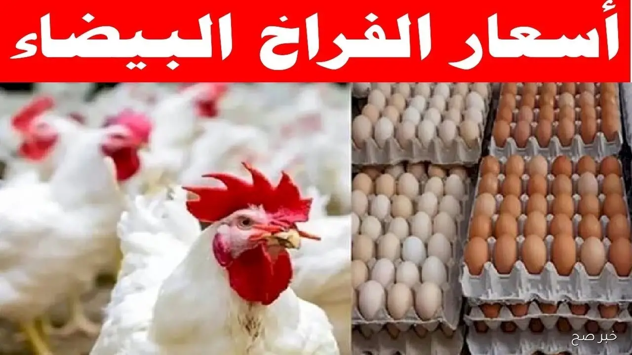 زيادة جديدة في أسعار الدواجن اليوم.. تعرف على أسعار الفراخ البيضاء والكتاكيت والبيض