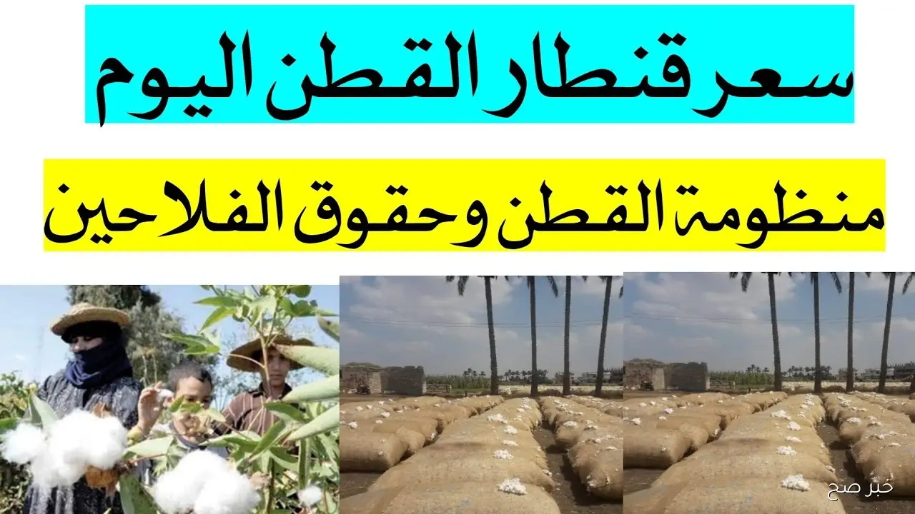 سعر قنطار القطن اليوم السبت 1 نوفمبر 2025 في جميع الاسواق المحلية والتجارية