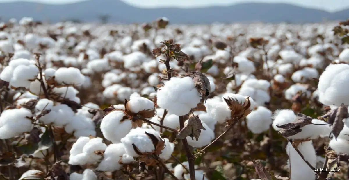 سعر قنطار القطن اليوم في جميع المحافظات المصرية.. مؤشرات السوق وتحديات المزارعين