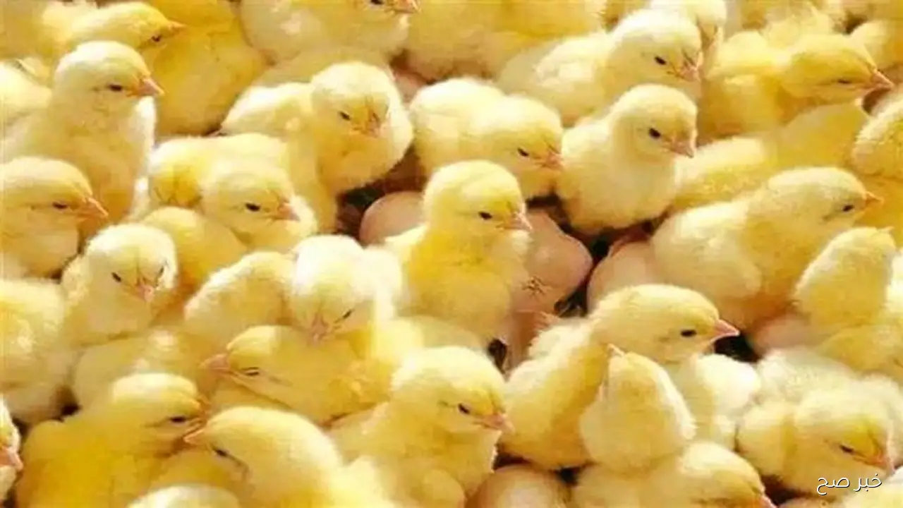 أسعار الكتاكيت اليوم الأربعاء 12 نوفمبر 2025 في مصر داخل الشركات المنتجة بأنواعها المختلفة