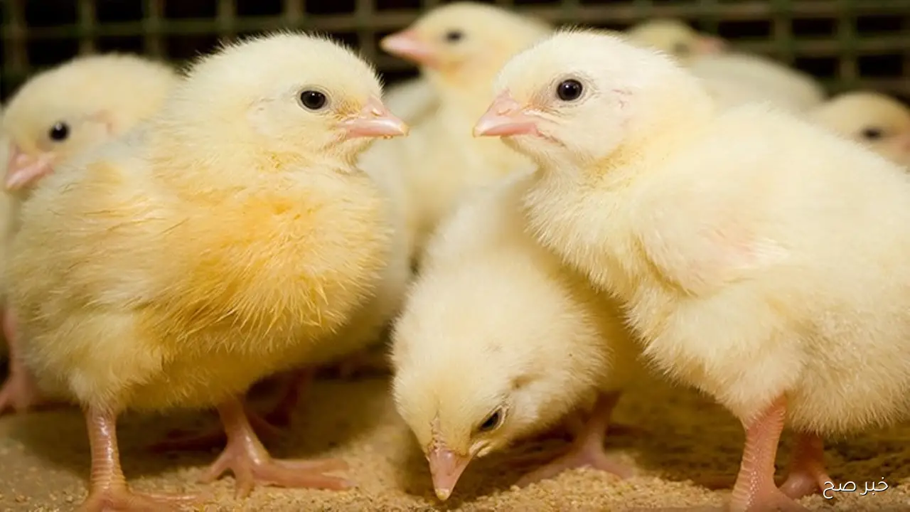 اسعار الكتاكيت اليوم 8 نوفمبر 2025.. تفاصيل الشركات الأقل والأعلى سعرًا