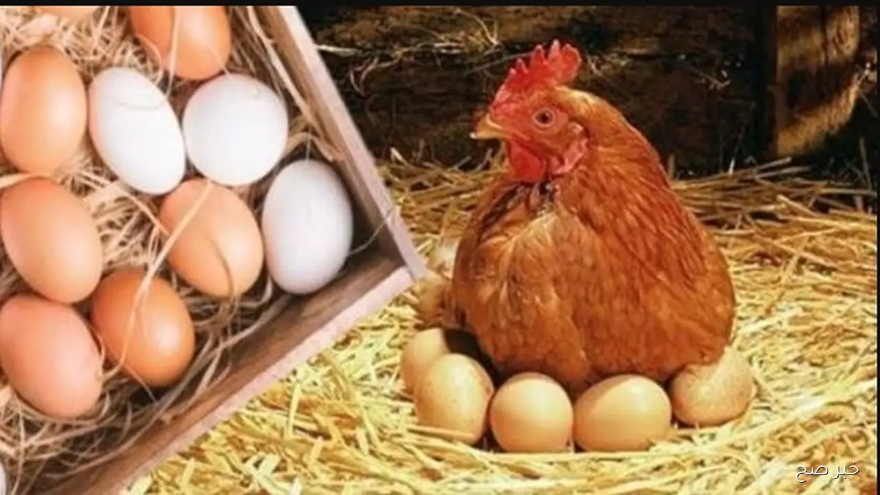 أحمر وبلدي وأبيض .. سعر كرتونة البيض اليوم للمستهلك الأحد 9-11-2025