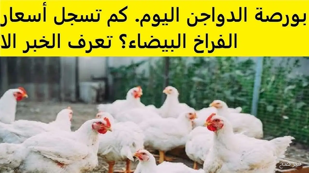 استقرار بورصة الدواجن اليوم أسعار الفراخ البيضاء في تعاملات الأحد 2 نوفمبر 2025