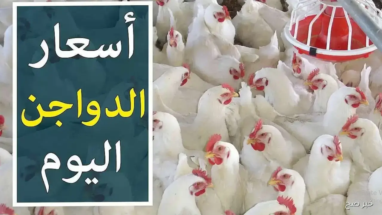 استقرار بورصة الدواجن اليوم أسعار الفراخ البيضاء عند 61 جنيه للكيلو في المزارع