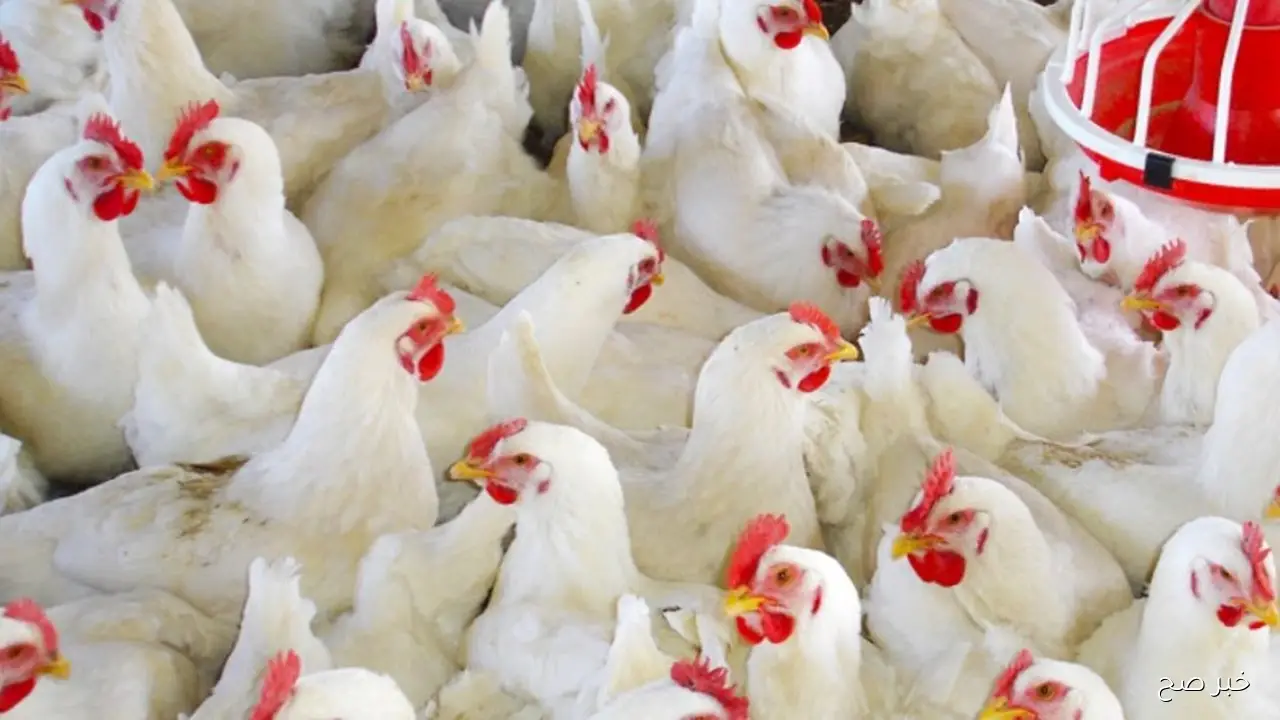 بورصة الدواجن اليوم أسعار الفراخ البيضاء الأحد 9 نوفمبر 2025 في الأسواق المحلية