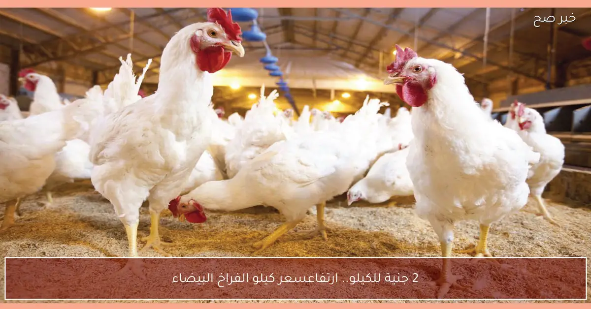 2 جنية للكيلو.. ارتفاع سعر كيلو الفراخ البيضاء اليوم في بورصة الدواجن والأسواق المصرية