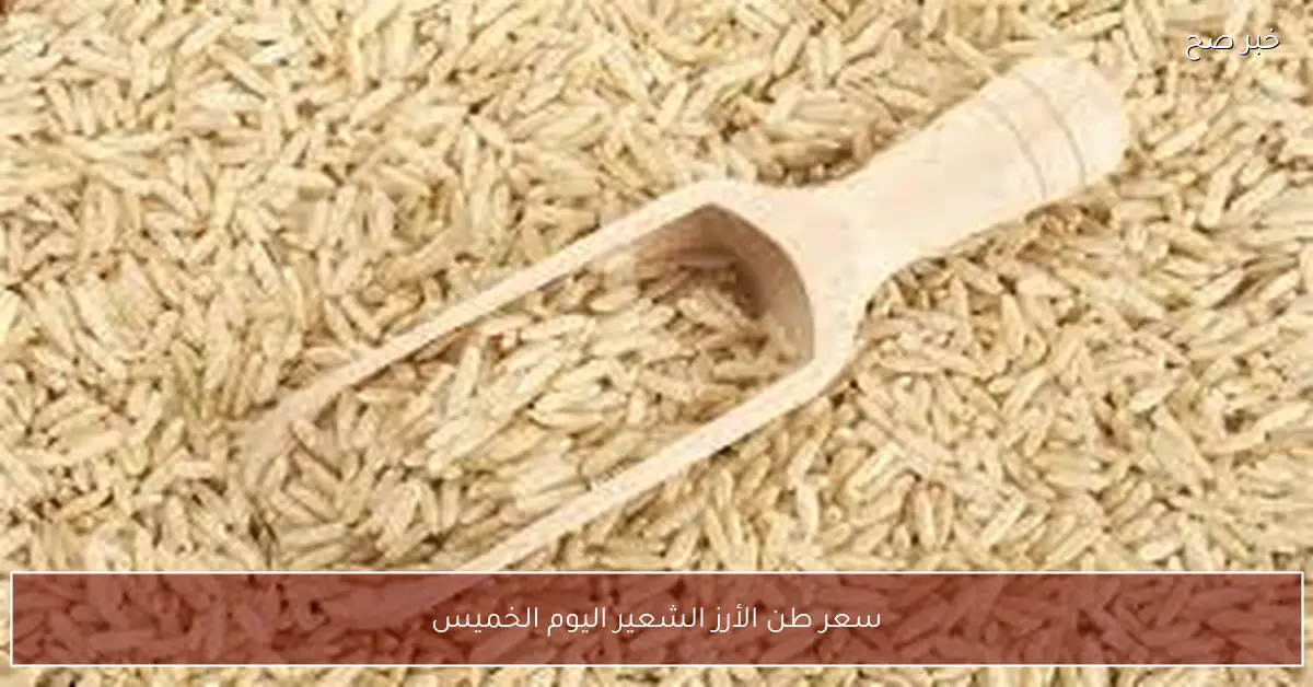 بكم الان؟.. سعر طن الأرز الشعير اليوم الخميس 4-12-2025 بكافة الاسواق والمحلات التجارية