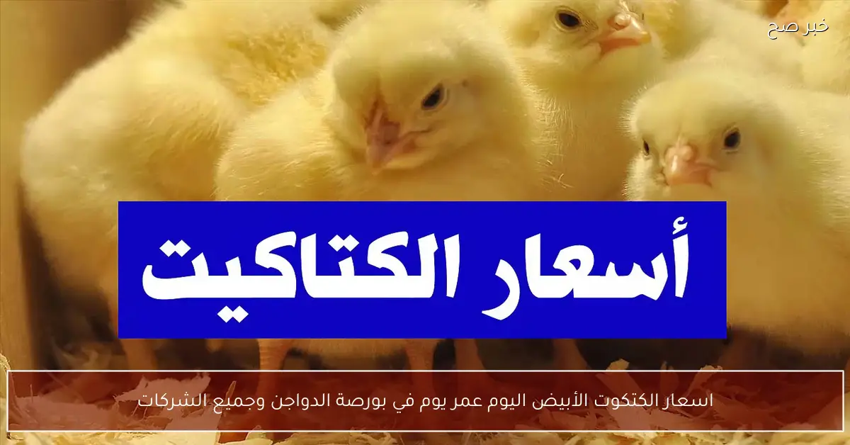 اسعار الكتكوت الأبيض اليوم عمر يوم في بورصة الدواجن وجميع الشركات