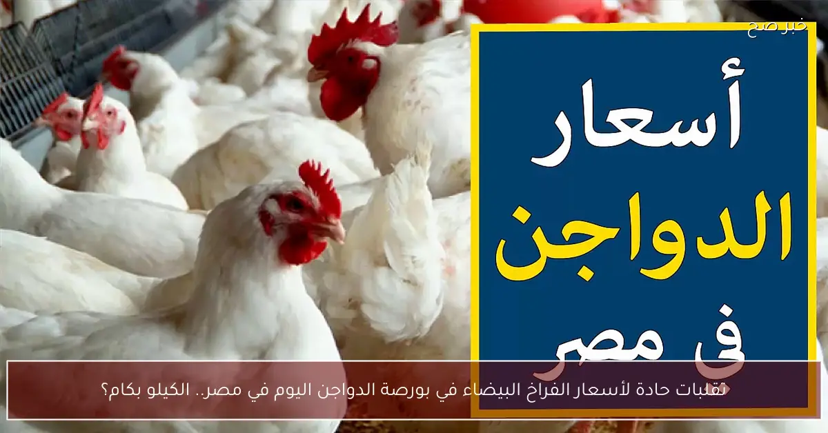 تقلبات حادة لأسعار الفراخ البيضاء في بورصة الدواجن اليوم في مصر.. الكيلو بكام؟