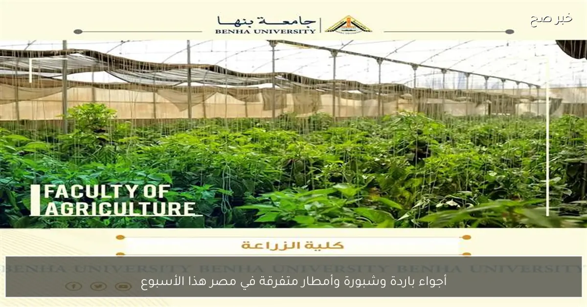 أجواء باردة وشبورة وأمطار متفرقة في مصر هذا الأسبوع