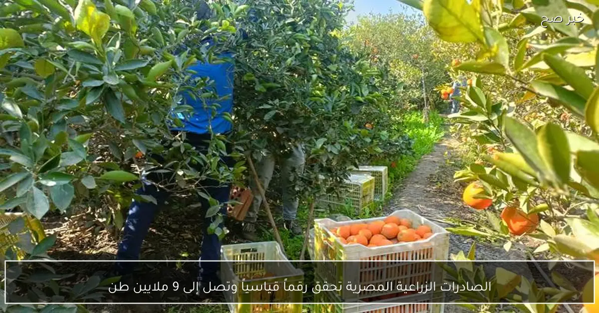 الصادرات الزراعية المصرية تحقق رقماً قياسياً وتصل إلى 9 ملايين طن