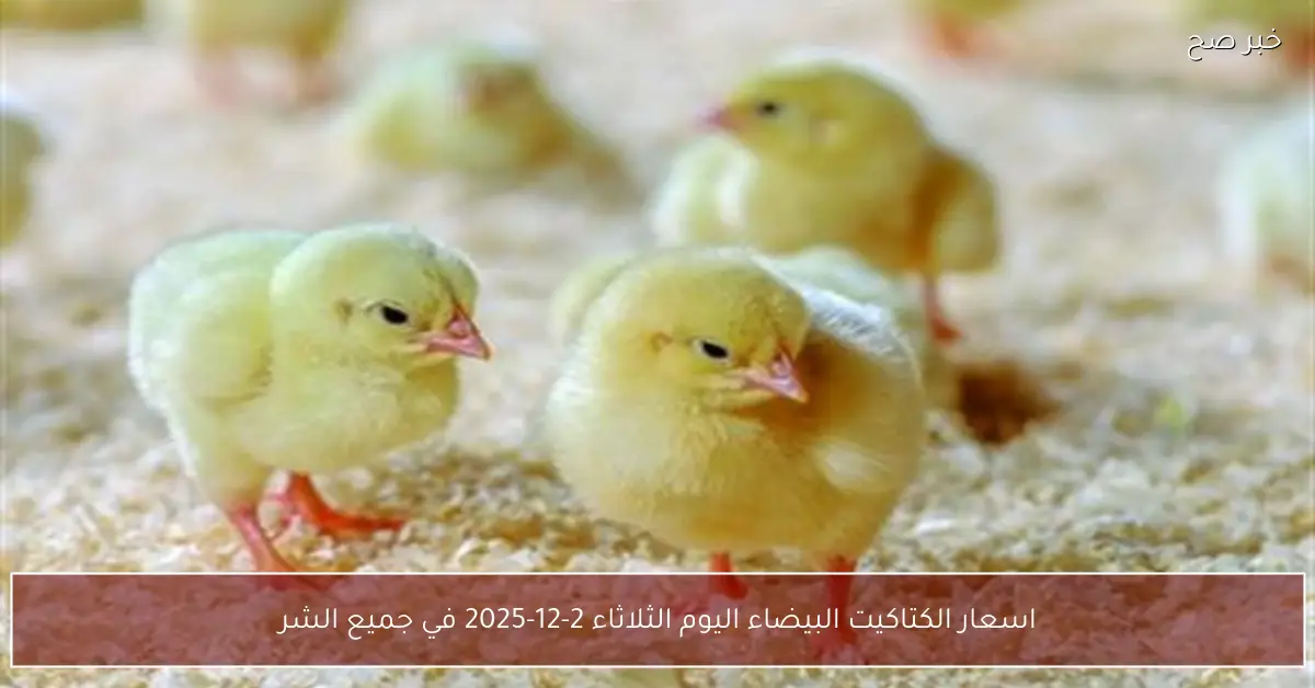 هدوء ام ارتفاع؟.. اسعار الكتاكيت البيضاء اليوم الثلاثاء 2-12-2025 للمستهلك بجميع الشركات