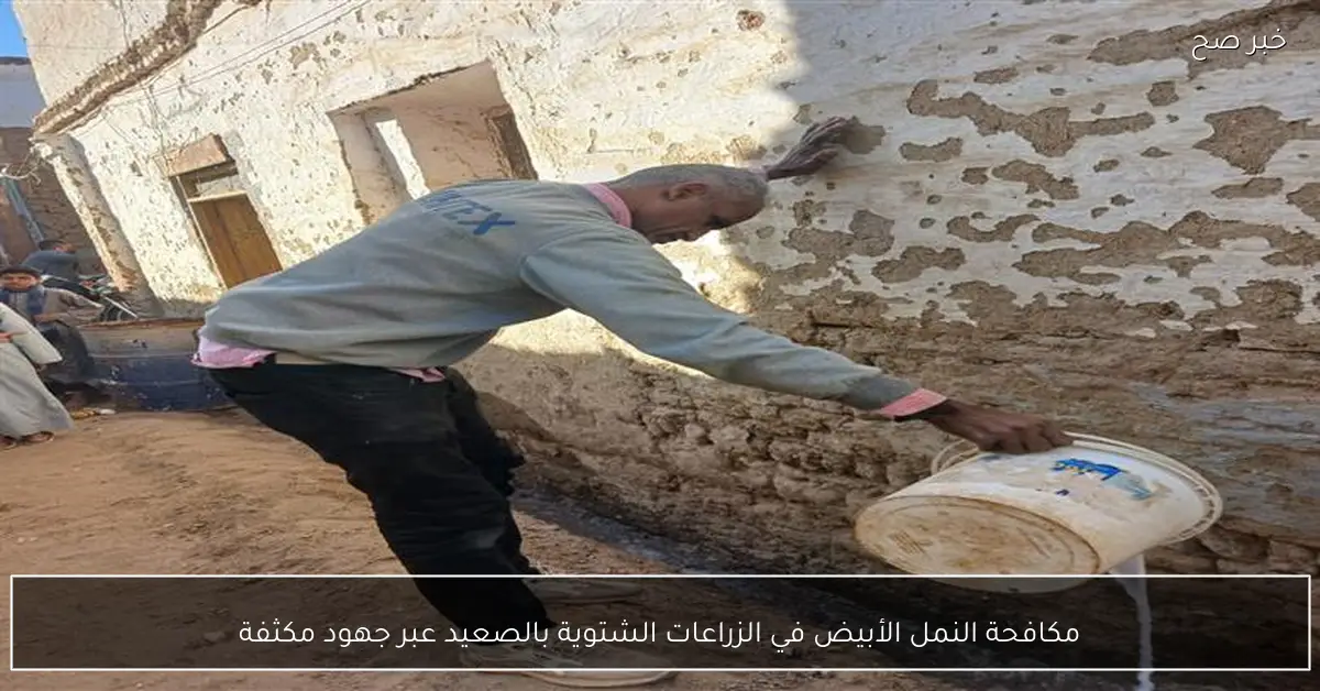 مكافحة النمل الأبيض في الزراعات الشتوية بالصعيد عبر جهود مكثفة