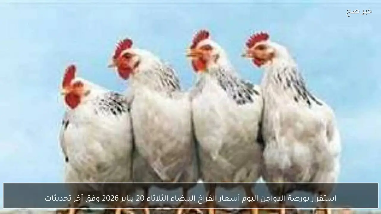 استقرار بورصة الدواجن اليوم أسعار الفراخ البيضاء الثلاثاء 20 يناير 2026 وفق آخر تحديثات