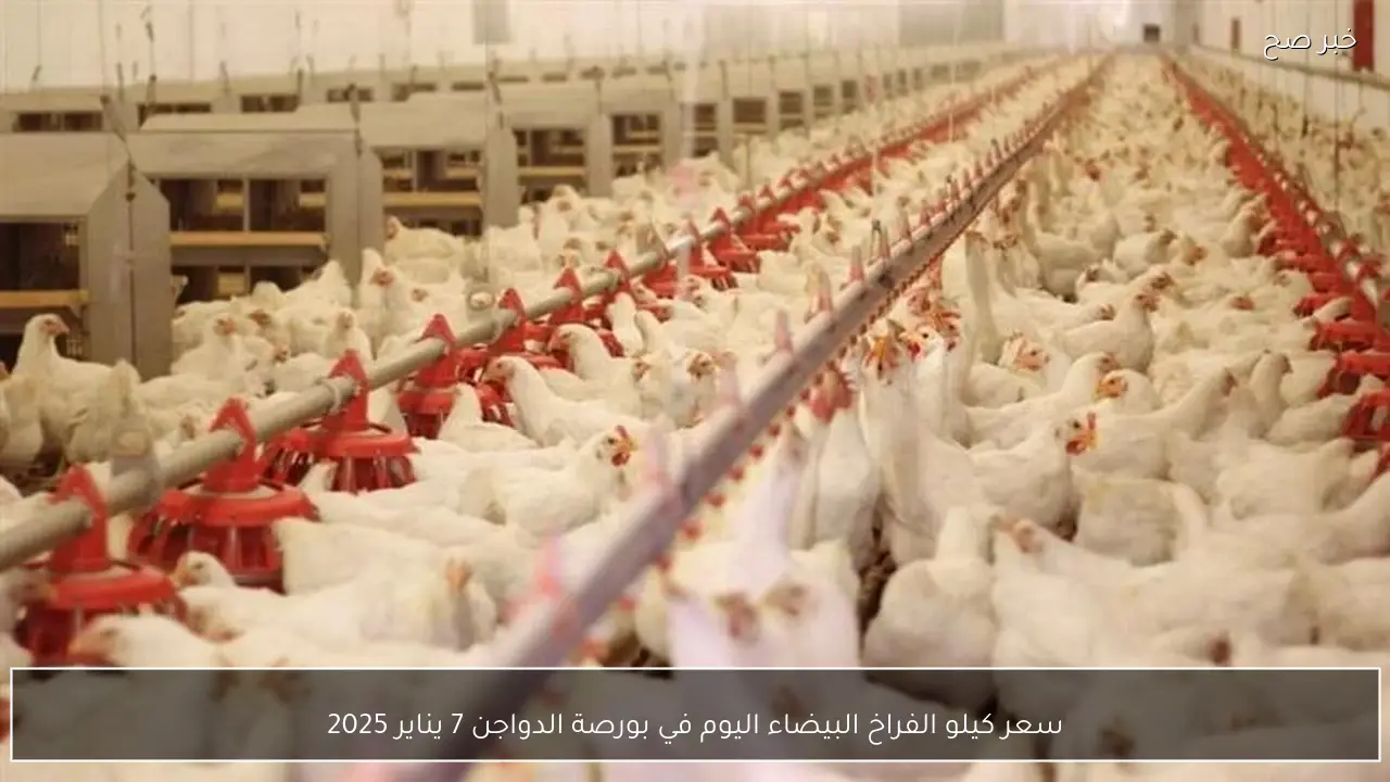 سعر كيلو الفراخ البيضاء اليوم في بورصة الدواجن 7 يناير 2025