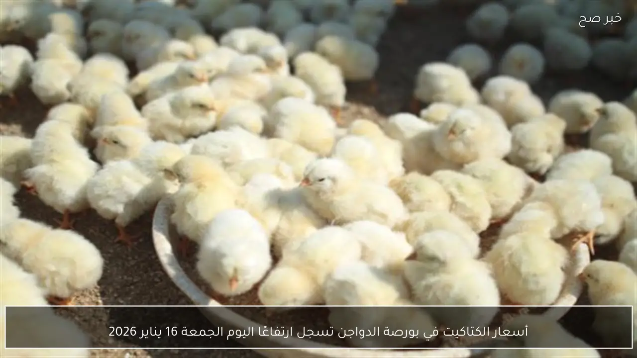 أسعار الكتاكيت في بورصة الدواجن تسجل ارتفاعًا اليوم الجمعة 16 يناير 2026
