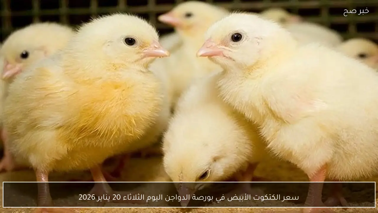 سعر الكتكوت الأبيض في بورصة الدواجن اليوم الثلاثاء 20 يناير 2026