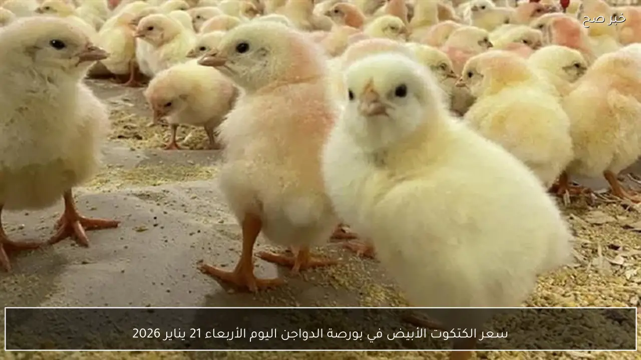 سعر الكتكوت الأبيض في بورصة الدواجن اليوم الأربعاء 21 يناير 2026