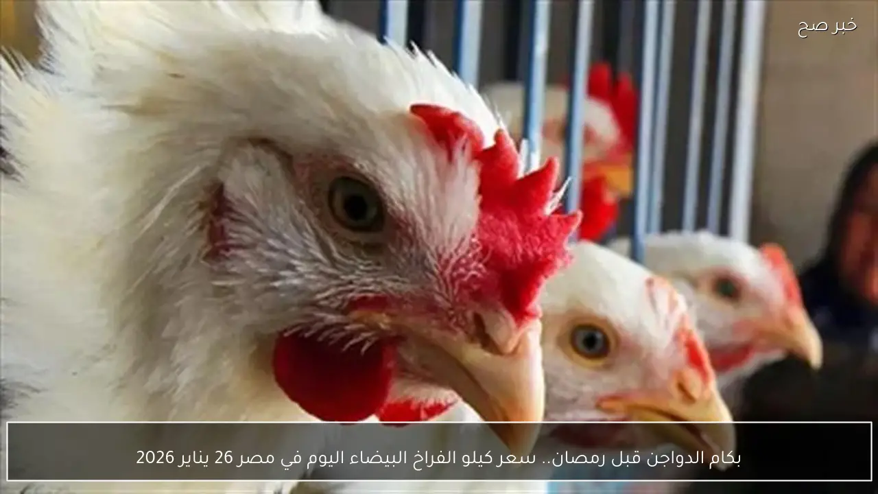 بكام الدواجن قبل رمصان.. سعر كيلو الفراخ البيضاء اليوم في مصر 26 يناير 2026