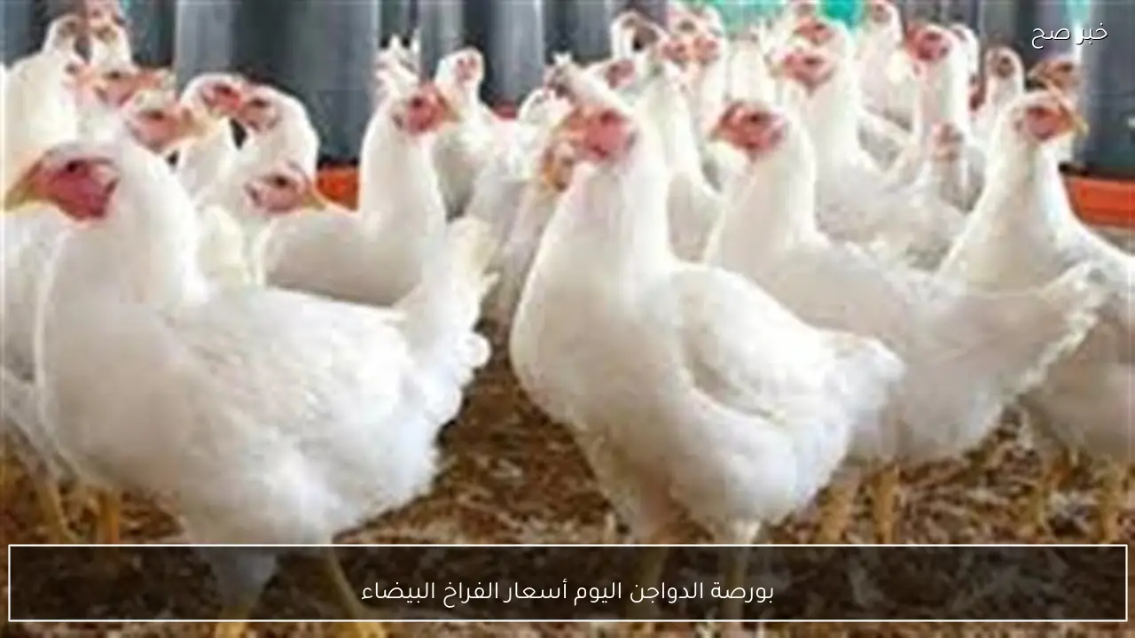ارتفاع بورصة الدواجن اليوم أسعار الفراخ البيضاء الخميس 29 يناير 2026 بآخر تحديثات