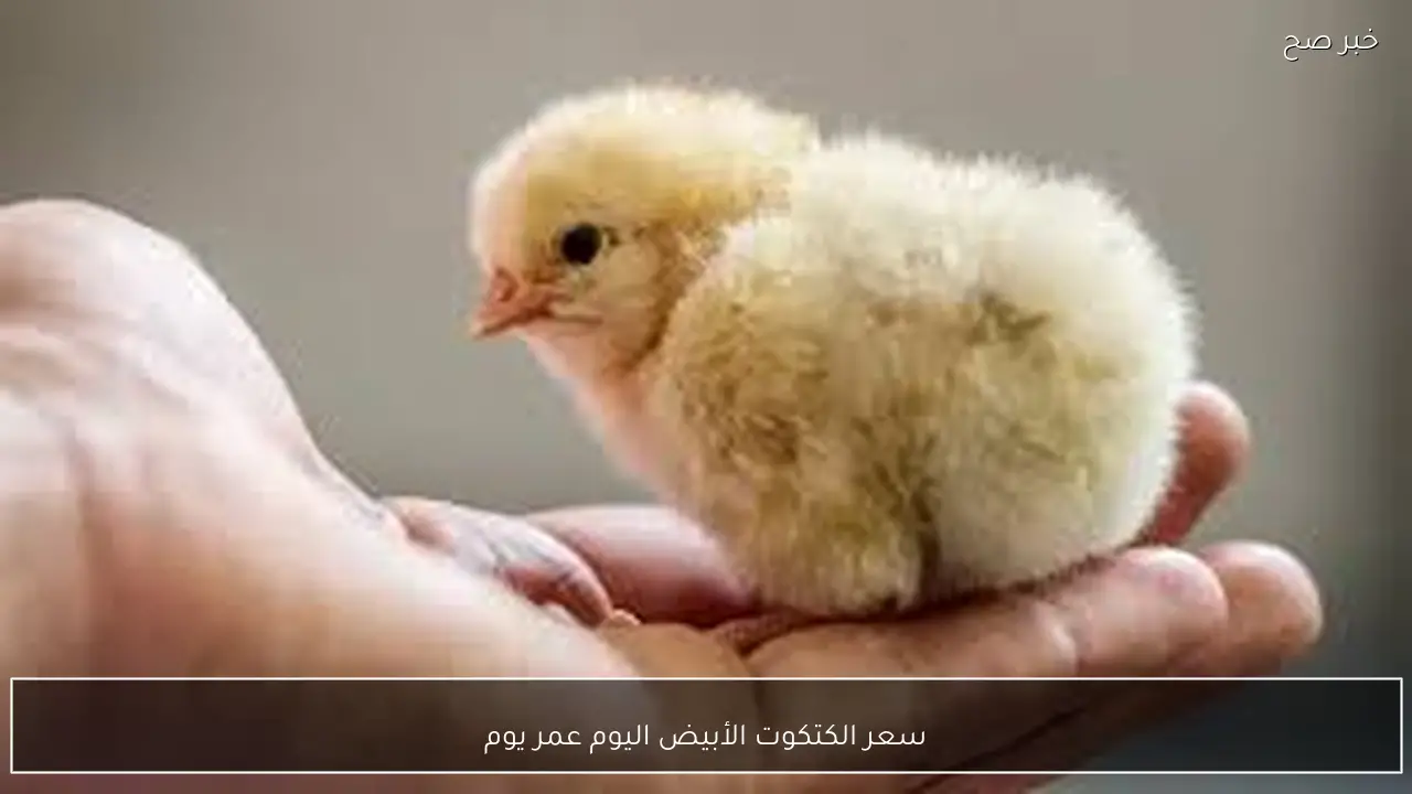 سعر الكتكوت الأبيض اليوم عمر يوم الاربعاء 21 يناير 2026 داخل الأسواق المحلية وفق آخر تحديث