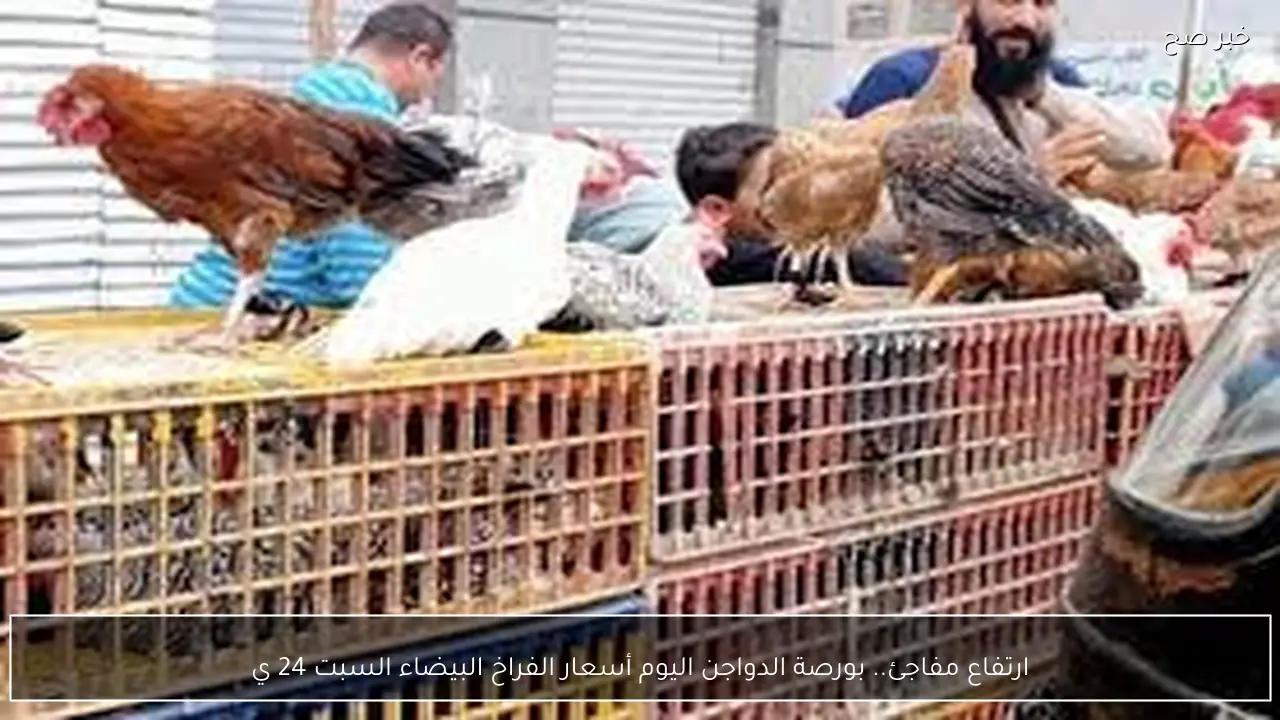 ارتفاع مفاجئ.. بورصة الدواجن اليوم أسعار الفراخ البيضاء السبت 24 يناير 2026 وفق آخر تحديث