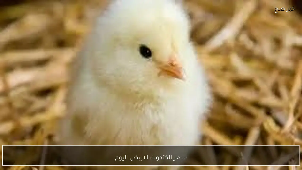 عمر يوم بكام؟.. سعر الكتكوت الابيض اليوم السبت 31-1-2026 في الاسواق وبورصة الدواجن