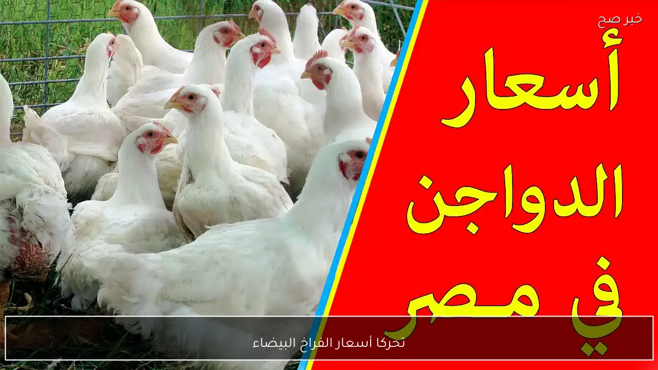 تحركات جديدة لأسعار الفراخ البيضاء في بورصة الدواجن اليوم.. الكيلو بكام؟