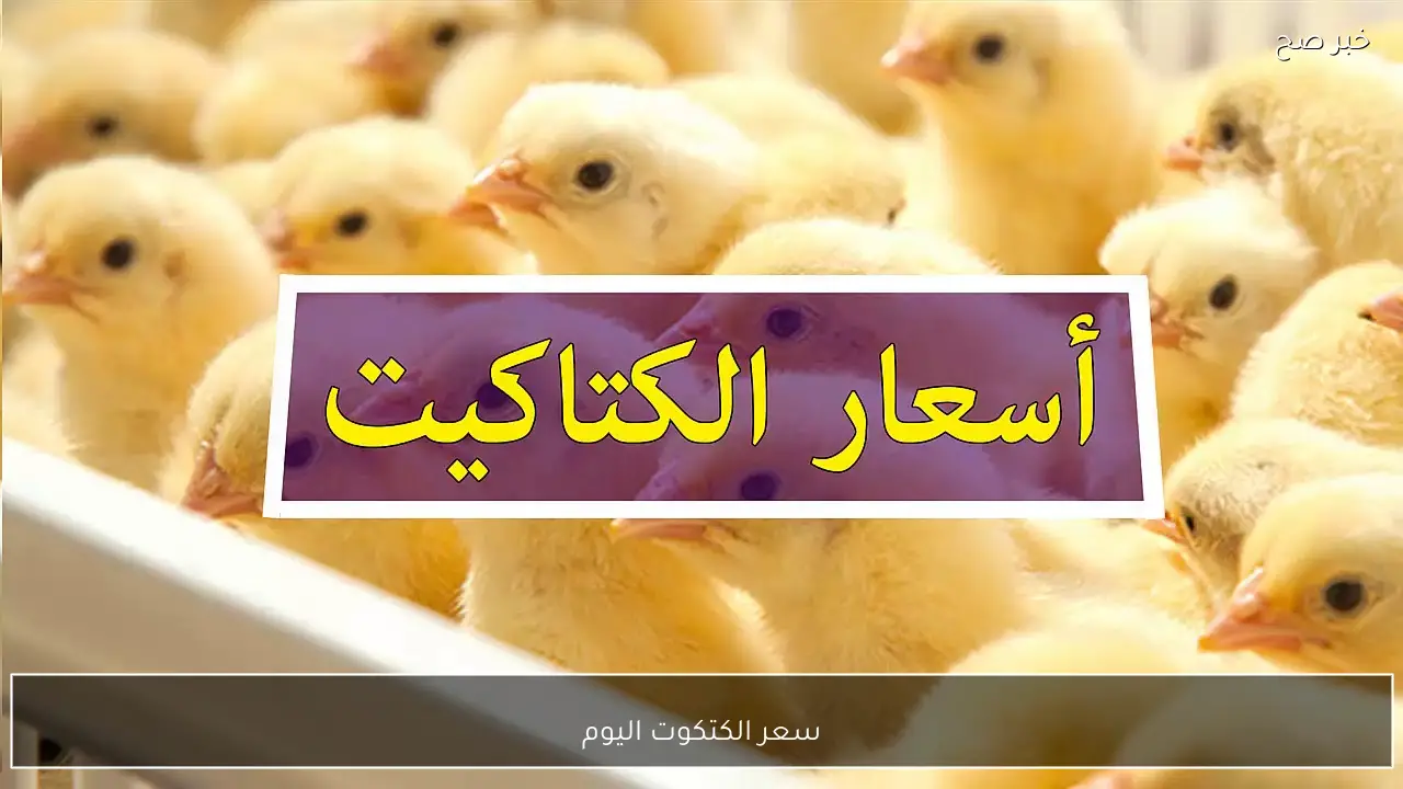 سعر الكتكوت اليوم في بورصة الدواجن الرئيسية والأسواق المصرية للمستهلكين