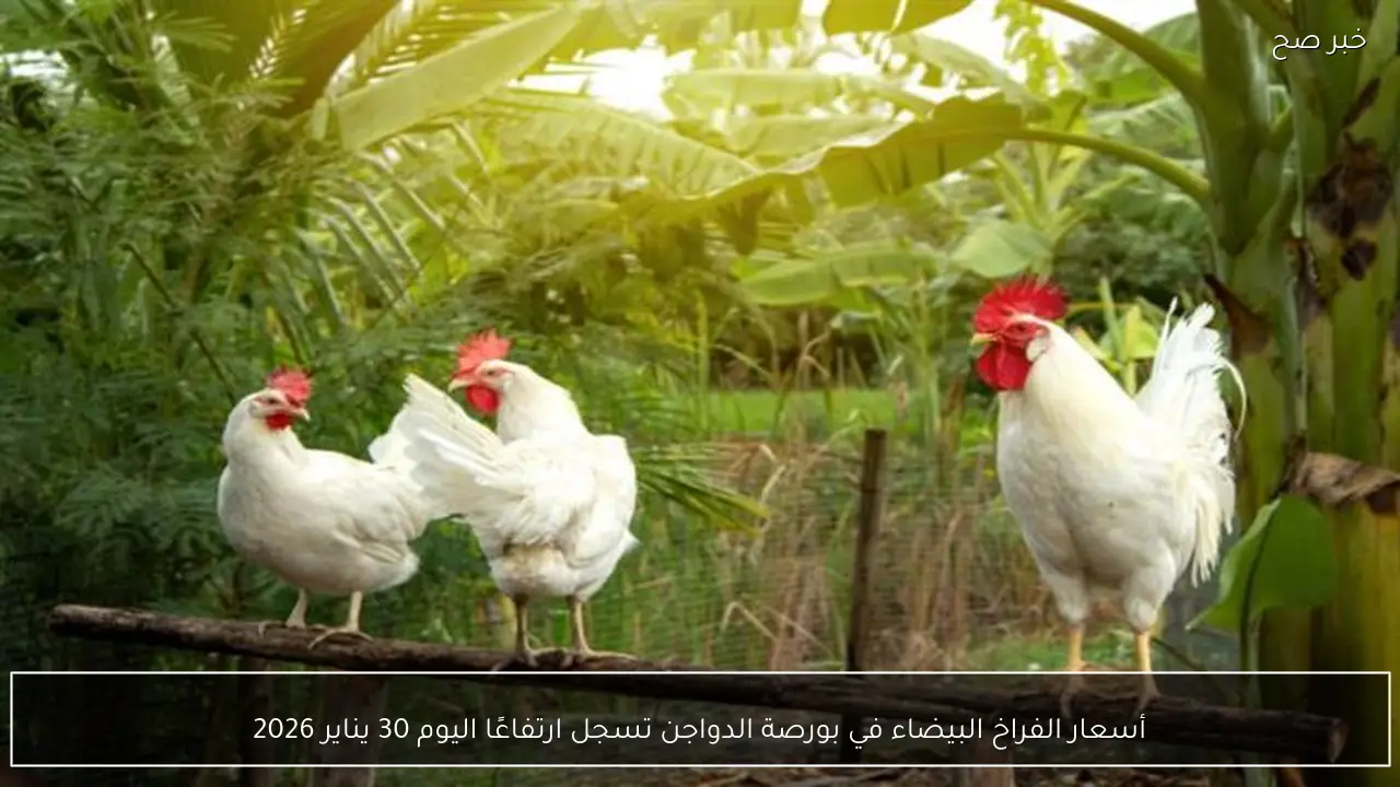 أسعار الفراخ البيضاء في بورصة الدواجن تسجل ارتفاعًا اليوم 30 يناير 2026