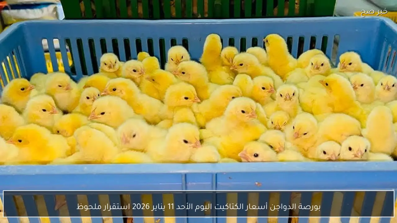 بورصة الدواجن أسعار الكتاكيت اليوم الأحد 11 يناير 2026 استقرار ملحوظ