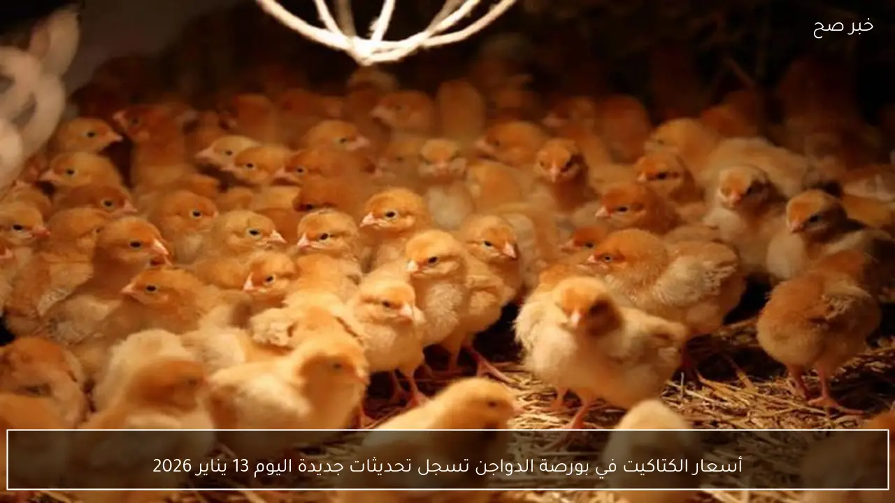 أسعار الكتاكيت في بورصة الدواجن تسجل تحديثات جديدة اليوم 13 يناير 2026