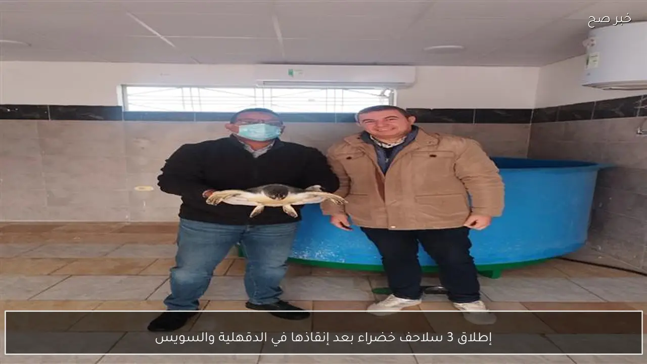 إطلاق 3 سلاحف خضراء بعد إنقاذها في الدقهلية والسويس