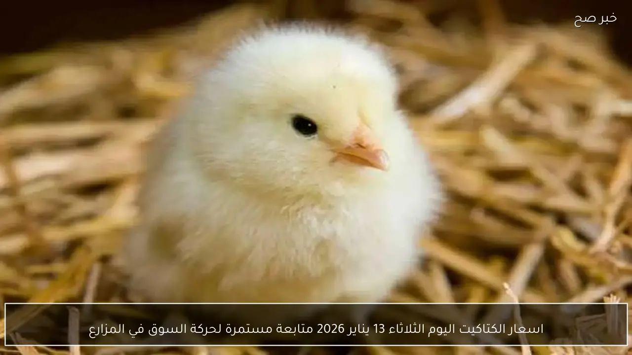 اسعار الكتاكيت اليوم الثلاثاء 13 يناير 2026 متابعة مستمرة لحركة السوق في المزارع