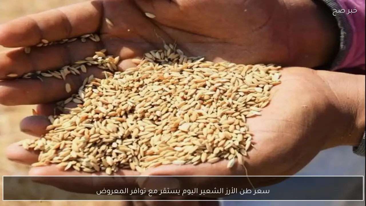 سعر طن الأرز الشعير اليوم الخميس 15-1-2026 يستقر مع توافر المعروض
