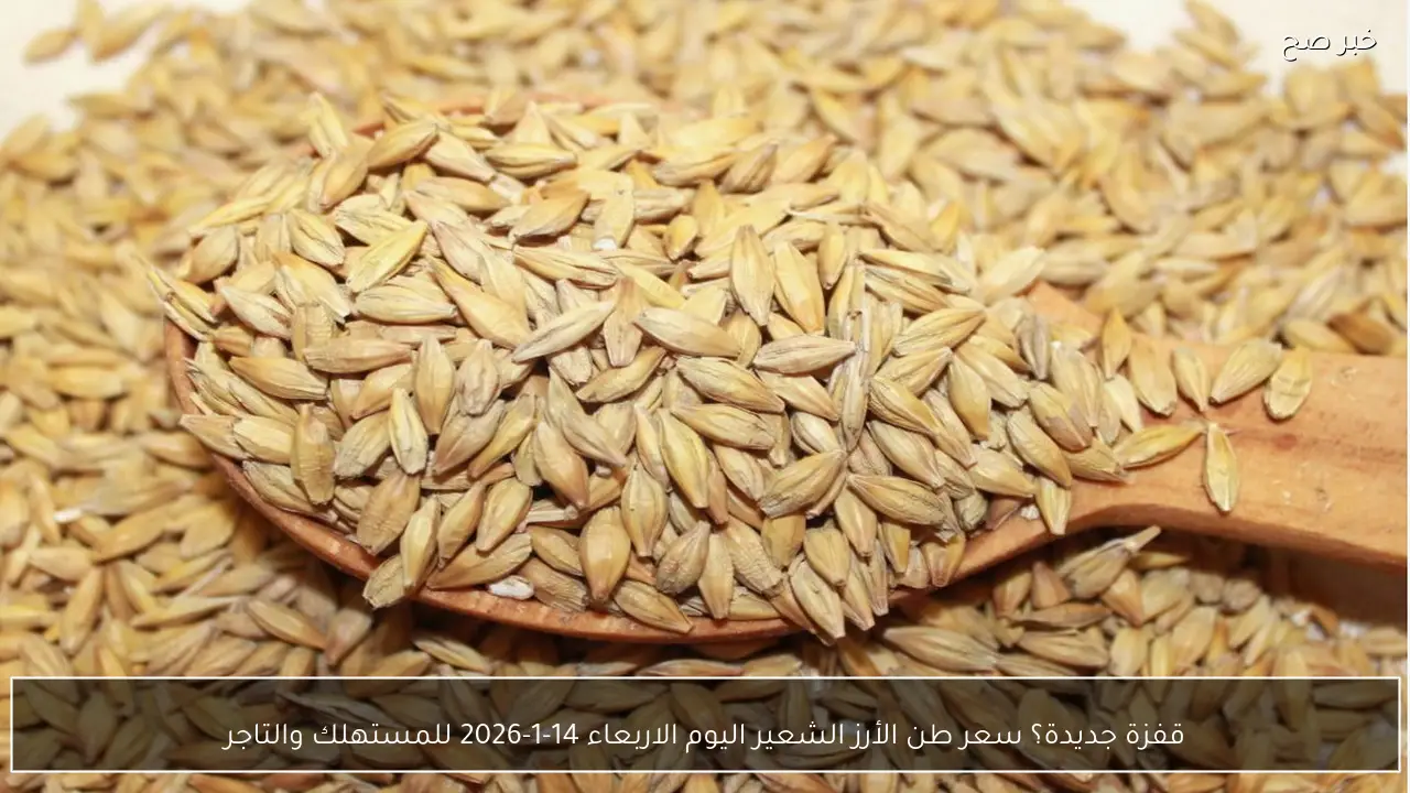 قفزة جديدة؟ سعر طن الأرز الشعير اليوم الاربعاء 14-1-2026 للمستهلك