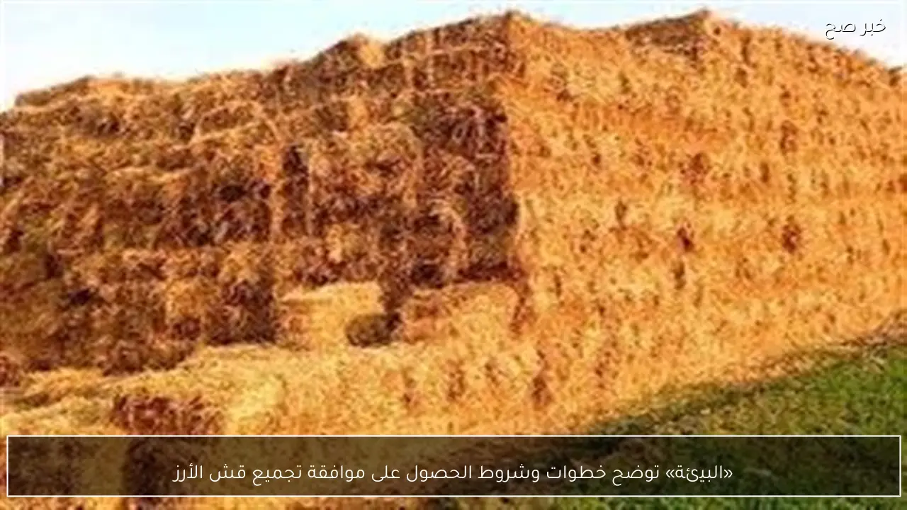 «البيئة» توضح خطوات وشروط الحصول على موافقة تجميع قش الأرز