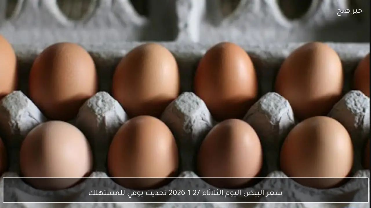 سعر البيض اليوم الثلاثاء 27-1-2026 تحديث يومي للمستهلك