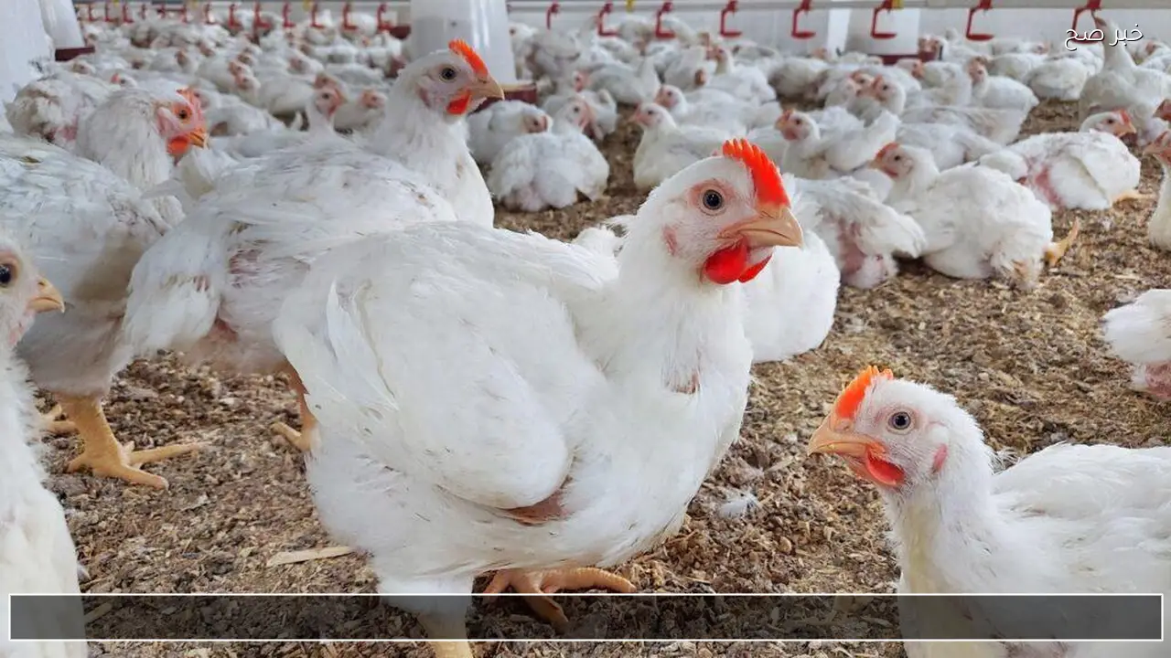 تحديث أسعار الفراخ البيضاء اليوم الاثنين 19 يناير 2026 وتفاصيل اسعار الكتاكيت الآن
