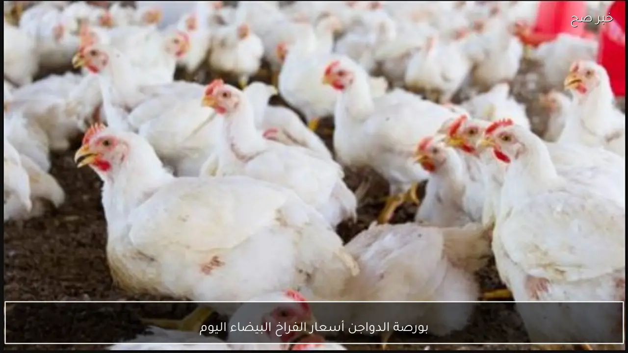 بورصة الدواجن أسعار الفراخ البيضاء اليوم للمستهلك.. هل تتأثر بقدوم رمضان؟