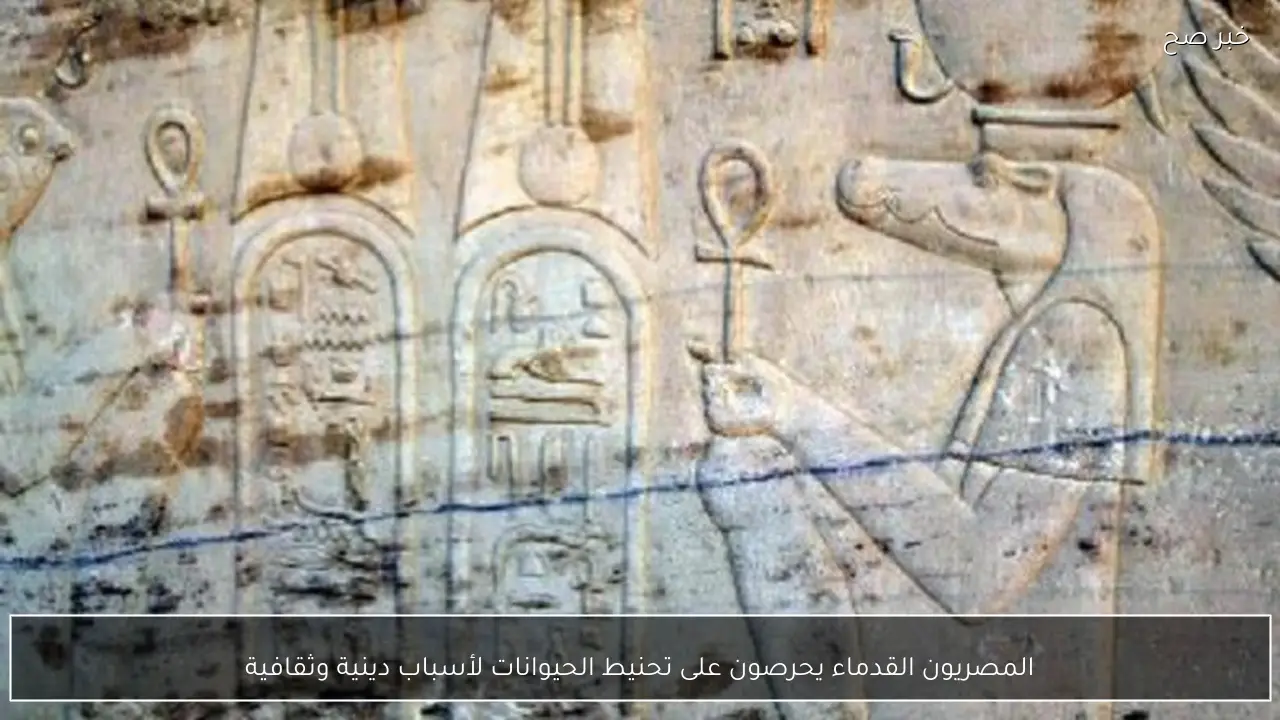 المصريون القدماء يحرصون على تحنيط الحيوانات لأسباب دينية وثقافية