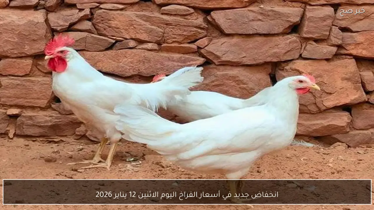 انخفاض جديد في أسعار الفراخ اليوم الاثنين 12 يناير 2026