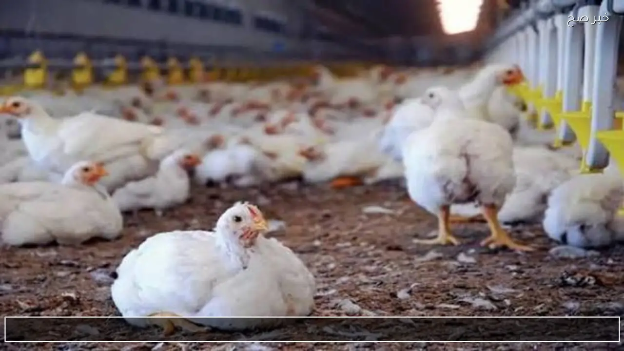 اسعار بورصة الدواجن اليوم في مصر وتحليل حركة السوق والفراخ والبيض والكتاكيت والفروقات بين المزارع والتجزئة