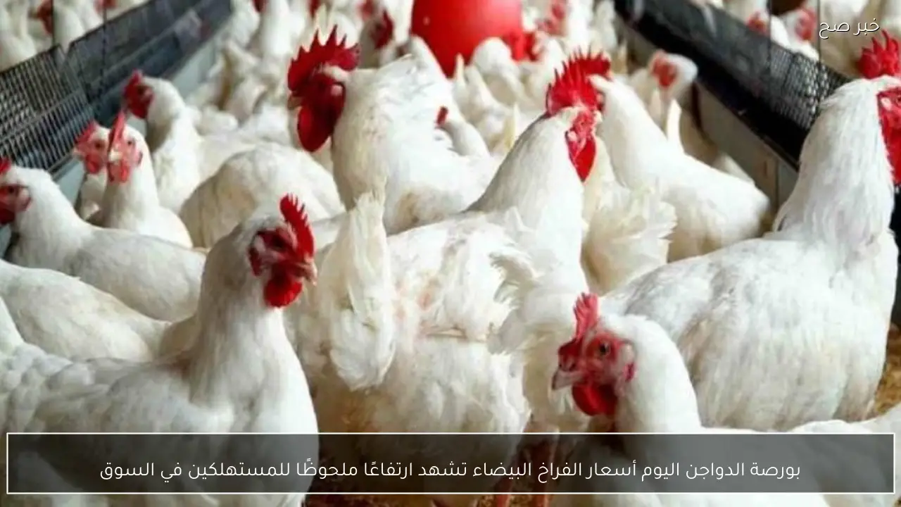 بورصة الدواجن اليوم أسعار الفراخ البيضاء تشهد ارتفاعًا ملحوظًا للمستهلكين في السوق