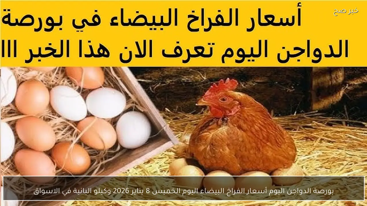 بورصة الدواجن اليوم أسعار الفراخ البيضاء اليوم الخميس 8 يناير 2026 وكيلو البانية في الاسواق